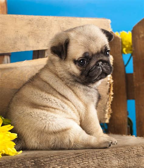 Madera Pug puppys. . Baby pugs for sale